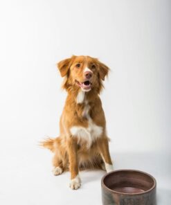 Dog Space